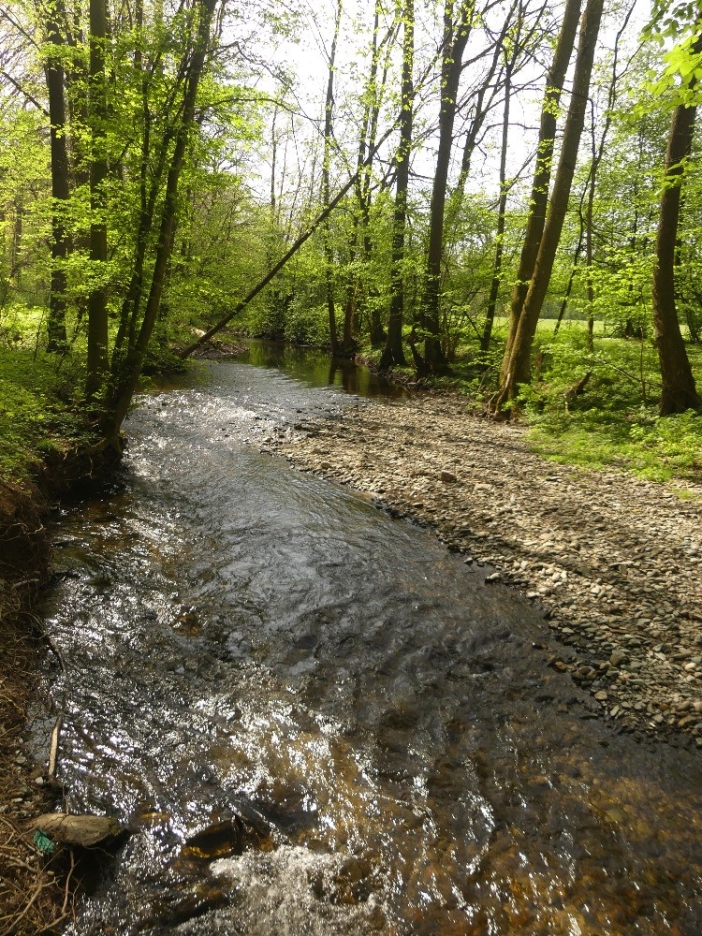 Dědina u Dobrušky 2