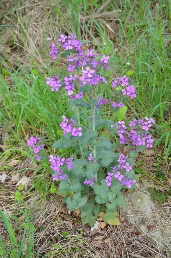 Kostelecký zámecký park 3