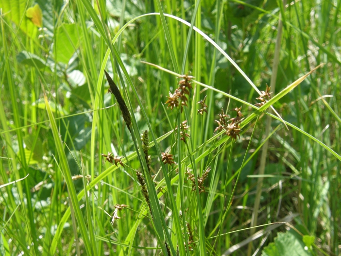 Broumarské slatiny 1