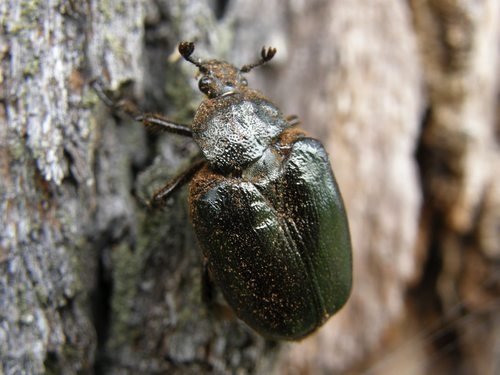 Týnišťské Poorličí3