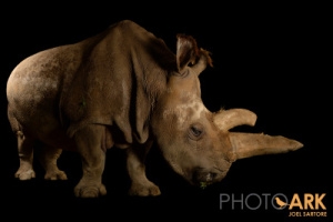 Vzácná samice Nabiré, jeden z posledních pěti severních bílých nosorožců, uhynula