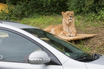 ZOO Dvůr Králové otevře o víkendu Africké safari a zahájí už 70. hlavní sezonu