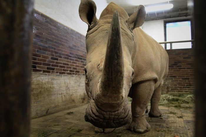 Pamir má další partnerku! ZOO Dvůr Králové získala novou samici nosorožce tuponosého jižního