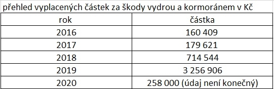 Nejen vlk škodí. Kraj kvůli útokům kormoránů či vyder pomůže chovatelům ryb